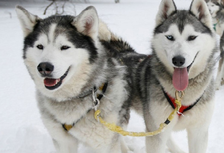 Reindeers, huskies and elves: Top 10 things to see and do in December Reindeers, huskies and elves: Top 10 things to see and do in December