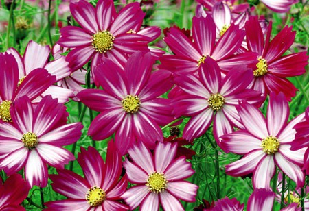<b> How-to: </b> Banish those January blues by reviving your garden in these simple steps <b> How-to: </b> Banish those January blues by reviving your garden in these simple steps