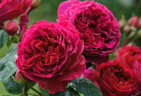 <b> Outdoors: </b> Celebrate winter’s end in your garden <b> Outdoors: </b> Celebrate winter’s end in your garden