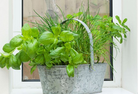 <b> Plant power: </b> Spring plants for every room in the house <b> Plant power: </b> Spring plants for every room in the house